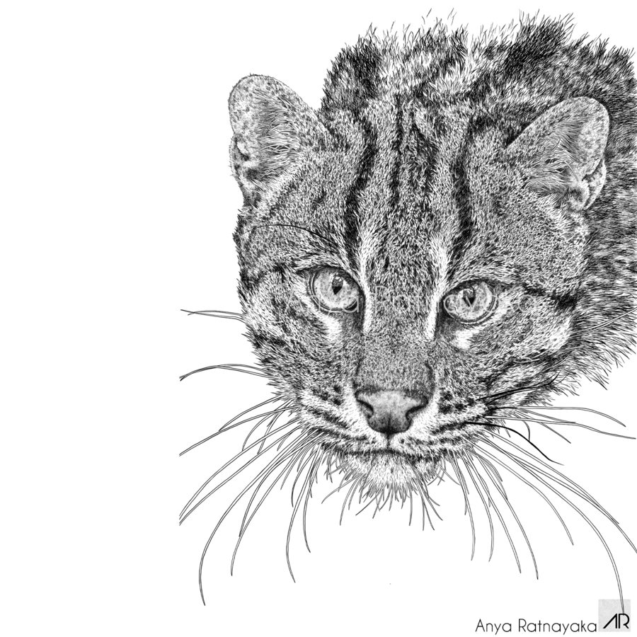 Illustration of a fishing cat named Broucek