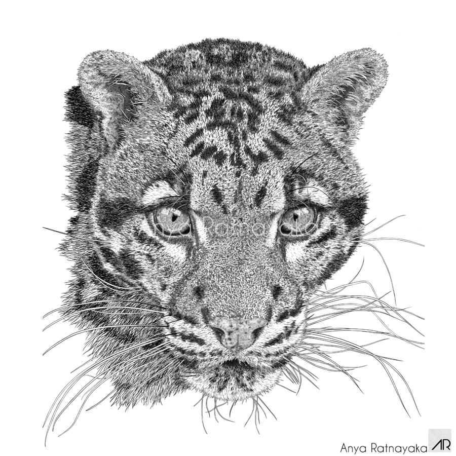 Illustration of a clouded leopard named Nebulous