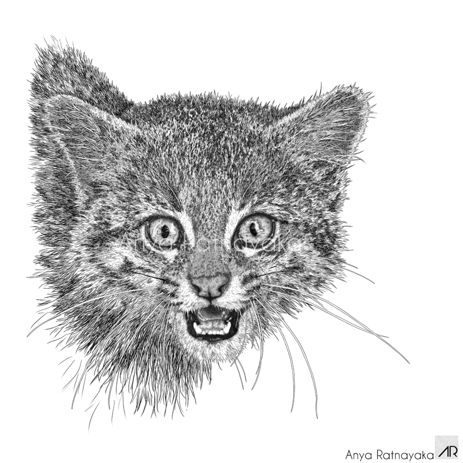 Illustration of a pampas cat named Vice